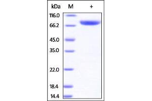 SDS-PAGE (SDS) image for CD4 (CD4) (AA 26-390) (Active) protein (Fc Tag) (ABIN2180784)