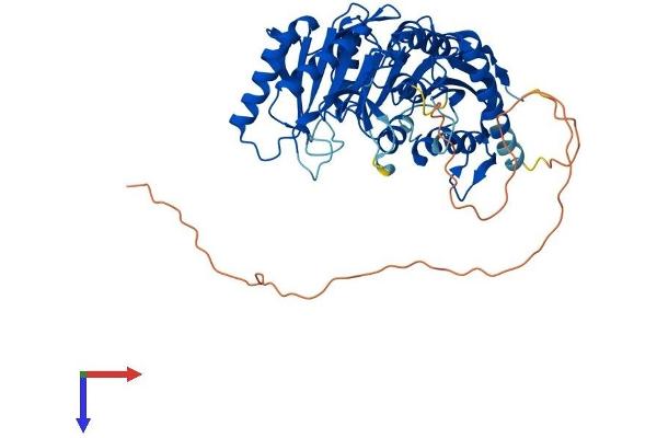 TRMT2B Protein (AA 1-504) (His tag)