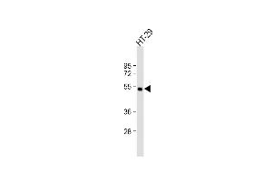 LIPC Antikörper  (AA 310-338)