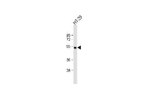 Anti-LIPC Antibody (Center) at 1:500 dilution + HT-29 whole cell lysate Lysates/proteins at 20 μg per lane.