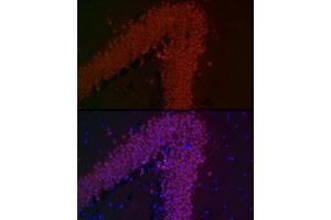 Immunofluorescence analysis of mouse brain cells using NeuN Rabbit mAb (ABIN7270098) at dilution of 1:100 (40x lens). (NeuN Antikörper)