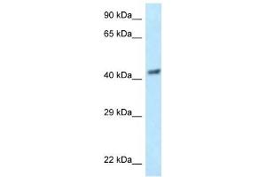 Western Blot showing EIF3F antibody used at a concentration of 1 ug/ml against Hela Cell Lysate