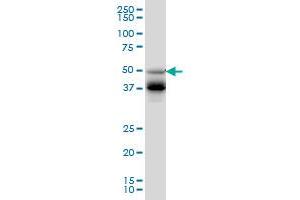 FOXA2 monoclonal antibody (M09), clone 4C5 Western Blot analysis of FOXA2 expression in HepG2 . (FOXA2 Antikörper  (AA 363-457))