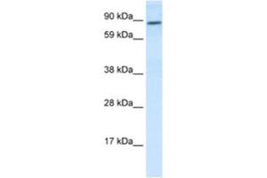 Western Blotting (WB) image for anti-Transcription Factor 4 (TCF4) antibody (ABIN2463810) (TCF4 Antikörper)