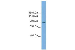 RAPGEF3 antibody used at 1 ug/ml to detect target protein. (RAPGEF3 Antikörper)