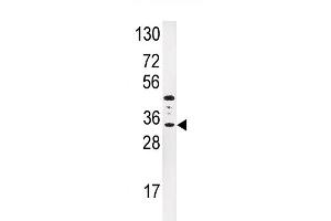 Western blot analysis of anti-IGFBP3 Antibody (N-term) (ABIN391974 and ABIN2841768) in HepG2 cell line lysates (35 μg/lane). (IGFBP3 Antikörper  (N-Term))