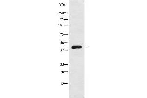 Western blot analysis of extracts from 293 cells, using EKI2 antibody. (Ethanolamine Kinase 2 Antikörper  (Internal Region))