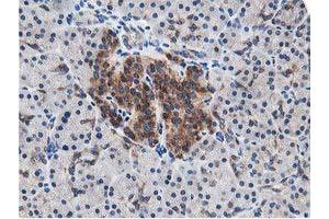 Image no. 4 for anti-Leucine Carboxyl Methyltransferase 1 (LCMT1) antibody (ABIN1499107) (LCMT1 Antikörper)