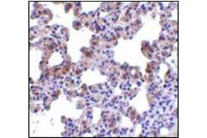Immunohistochemistry of PEN2 in rat lung tissue with this product at 2. (PEN2 Antikörper  (N-Term))