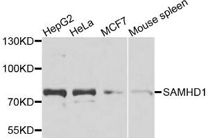 Western blot analysis of extracts of various cell lines, using SAMHD1 antibody. (SAMHD1 Antikörper)
