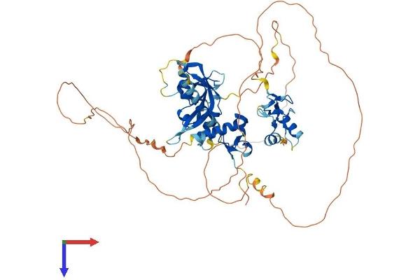IRF2BP1 Protein (AA 1-584) (His tag)