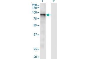 Western Blot analysis of RASA3 expression in transfected 293T cell line by RASA3 monoclonal antibody (M01), clone 1F11. (RASA3 Antikörper  (AA 725-834))