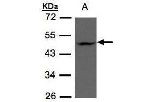 WB Image Sample(30 μg of whole cell lysate) A:HeLa S3 , 10% SDS PAGE antibody diluted at 1:500