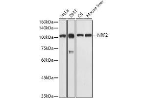 Western Blotting (WB) image for anti-Nuclear Factor (erythroid-Derived 2)-Like 2 (NFE2L2) (AA 366-605) antibody (ABIN3021832)