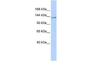 WB Suggested Anti-NFRKB Antibody Titration:  0.