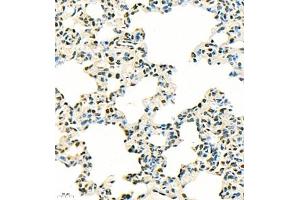 Immunohistochemistry of paraffin embedded rat lung using SUV39H1 (ABIN7075770) at dilution of 1:500 (400x lens) (SUV39H1 Antikörper)