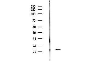 Western blot analysis of lysates from Mouse testis, using ER Antibody at 1/1000 dilution.