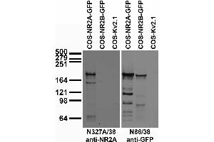 Transfected cell immunoblot: extracts of COS cells transiently transfected with GFP-tagged NR2A, NR2B or untagged Kv2.