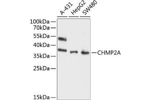 Western blot analysis of extracts of various cell lines, using CHMP2A antibody (ABIN6131292, ABIN6138543, ABIN6138544 and ABIN6214616) at 1:1000 dilution. (CHMP2A Antikörper  (AA 1-222))