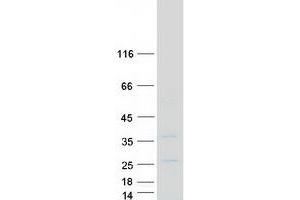 Validation with Western Blot (SNAI3 Protein (Myc-DYKDDDDK Tag))