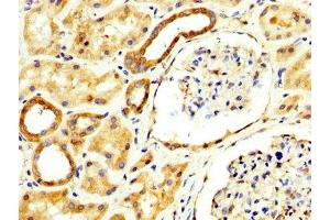 IHC image of ABIN7167891 diluted at 1:300 and staining in paraffin-embedded human kidney tissue performed on a Leica BondTM system. (RECK Antikörper  (AA 23-212))