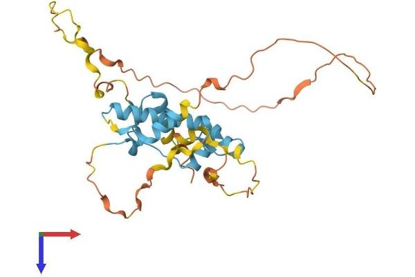 ZNF688 Protein (AA 1-276) (His tag)