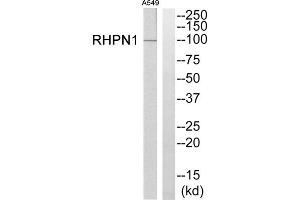 Western blot analysis of extracts from A549 cells, using RHPN1 antibody. (RHPN1 Antikörper  (Internal Region))