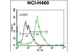 GGH Antibody (C-term) (ABIN655984 and ABIN2845368) flow cytometric analysis of NCI- cells (right histogram) compared to a negative control cell (left histogram). (GGH Antikörper  (C-Term))