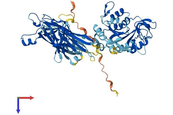 CPNE6 Protein (AA 1-557) (His tag)
