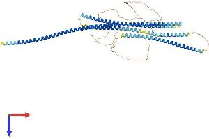 CCDC99 Protein (AA 1-605) (His tag)