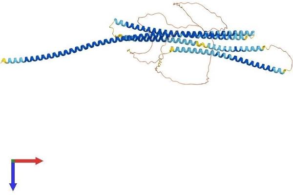 CCDC99 Protein (AA 1-605) (His tag)