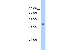 WB Suggested Anti-ALDOA Antibody Titration:  0. (ALDOA Antikörper  (N-Term))