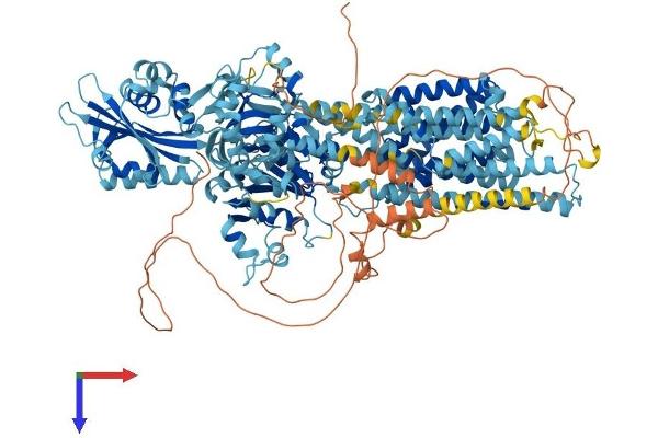 ATP2B3 Protein (AA 1-1220) (His tag)