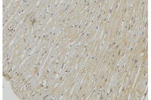 ABIN6278540 at 1/100 staining Mouse muscle tissue by IHC-P.