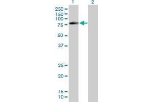 Western Blot analysis of FAF1 expression in transfected 293T cell line by FAF1 MaxPab polyclonal antibody. (FAF1 Antikörper  (AA 1-650))