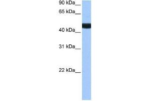 LIN9 antibody used at 0. (LIN9 Antikörper  (N-Term))