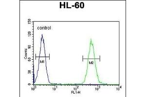 BTNL3 Antibody (C-term) (ABIN654857 and ABIN2844519) flow cytometric analysis of HL-60 cells (right histogram) compared to a negative control cell (left histogram).