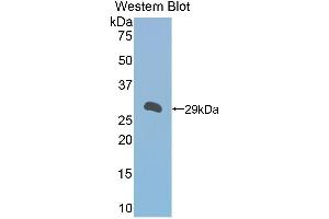Western Blotting (WB) image for anti-alpha-1-B Glycoprotein (A1BG) (AA 220-415) antibody (ABIN1857838) (A1BG Antikörper  (AA 220-415))