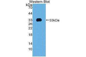 Western Blotting (WB) image for anti-T-Box 4 (TBX4) (AA 284-545) antibody (ABIN1980515) (TBX4 Antikörper  (AA 284-545))