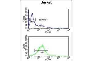 LIMD2 Antibody (N-term) (ABIN651242 and ABIN2840151) flow cytometric analysis of Jurkat cells (bottom histogram) compared to a negative control cell (top histogram).