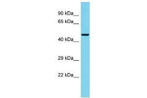Host: Rabbit Target Name: C4orf29 Sample Type: 293T Whole Cell lysates Antibody Dilution: 1. (C4ORF29 Antikörper  (C-Term))
