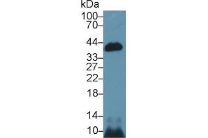Western Blot; Sample: Mouse Kidney lysate; Primary Ab: 1µg/ml Rabbit Anti-Mouse CASP14 Antibody Second Ab: 0.