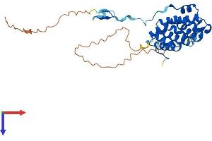 PACRG Protein (AA 1-296) (His tag)