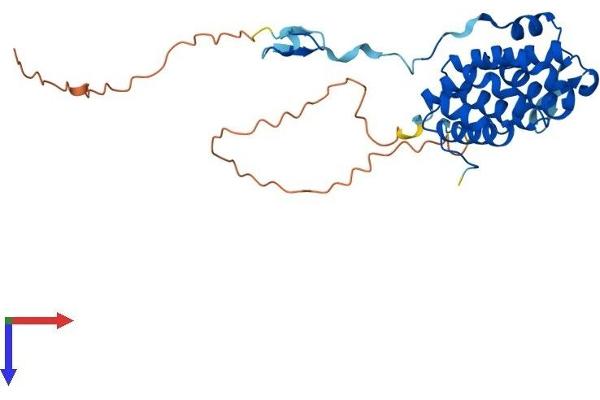 PACRG Protein (AA 1-296) (His tag)