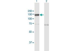Western Blot analysis of NOD2 expression in transfected 293T cell line by NOD2 MaxPab polyclonal antibody.