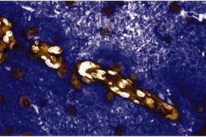 Immunohistochemical staining of a rabbit brain section. (CAN Antikörper  (AA 247-449))