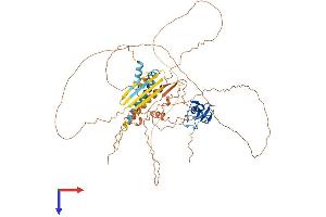 RLIM Protein (AA 1-624) (His tag)