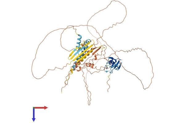 RLIM Protein (AA 1-624) (His tag)