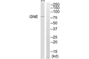Western blot analysis of extracts from NIH/3T3 cells, using GNE antibody. (GNE Antikörper  (C-Term))