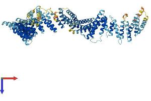 TEX11 Protein (AA 1-947) (His tag)